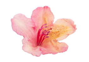 Rose flower isolated on a transparent background png