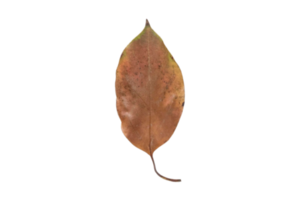 Dried leaves isolated on a transparent background png