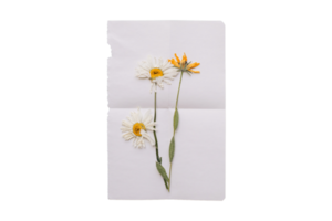 White paper with flowers isolated on a transparent background png