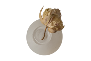 beige vase avec une séché fleur isolé sur une transparent Contexte png