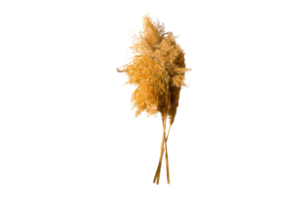 Orange dried plants isolated on a transparent background png