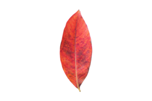 röd blad isolerat på en transparent bakgrund png