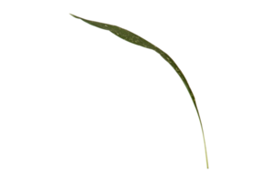 Green leaf isolated on a transparent background png