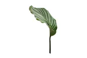 Green leaf isolated on a transparent background png