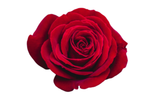 Red flower isolated on a transparent background png