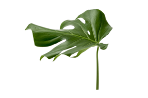 Green leaf isolated on a transparent background png