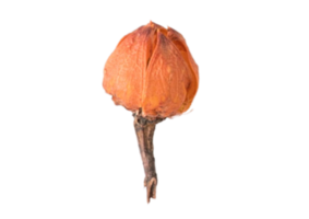 Dried flower is isolated on a transparent background png