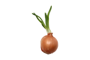 Fresh onion isolated on a transparent background png