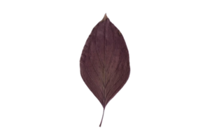 Black dried leaf isolated on a transparent background png