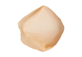 Beige petal of roses isolated on a transparent background png