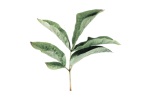 Fresh leaves isolated on a transparent background png