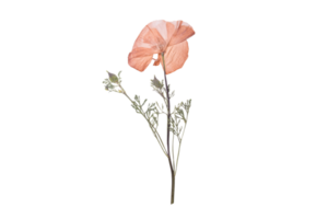 Orange dried flower isolated on a transparent background png