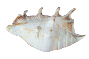 White shell isolated on a transparent background png