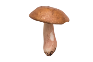 Mushroom vegetables isolated on a transparent background png