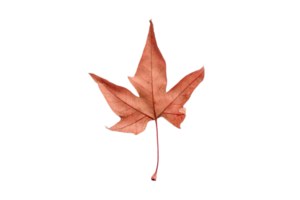 Brown leaf tree isolated on a transparent background png