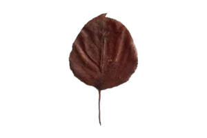 Dried leaves isolated on a transparent background png