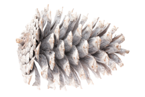 White pine cone isolated on a transparent background png