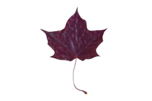 violet fleur isolé sur une transparent Contexte png