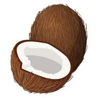 Coconut. Vector illustration on a white background.