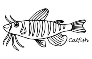 Catfish, Fish collection. Healthy lifestyle, delicious food. Hand-drawn images, black and white graphics. vector