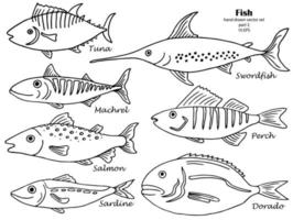 Set of isolated line hand drawn fish with names. Sketch collection vector