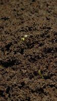 Growing seeds rising from soil vertical time lapse video. video