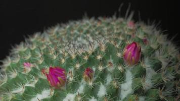 Beautiful cactus flower blooming time lapse isolated on black background. video