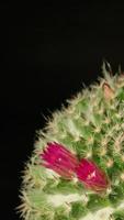 vidéo de laps de temps vertical en fleurs de fleur de cactus. video