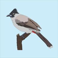 ilustración de el Lima pinzones, esta pájaro tiene el ventaja de teniendo un mas grande cuerpo, cuando comparado a otro tipos de pinzones vector