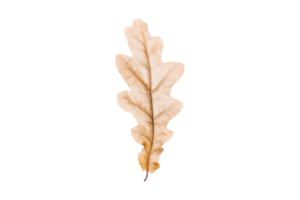 Dried leaf isolated on a transparent background png