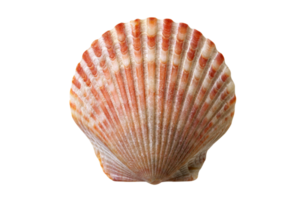 rouge coquille isolé sur une transparent Contexte png