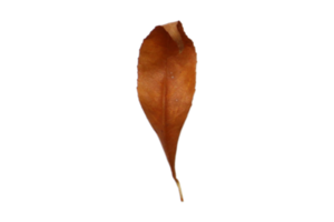 Brown dried leaf isolated on a transparent background png