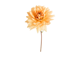 Yellow plant isolated on a transparent background png