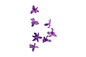 Purple flowers isolated on a transparent background png