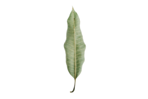 Dried leaf isolated on a transparent background png