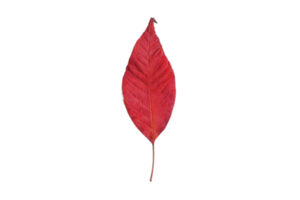 Red leaf isolated on a transparent background png