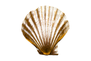 Golden seashell decoration isolated on a transparent background png