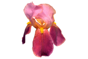 Red flower isolated on a transparent background png