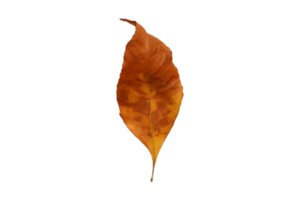 brun torkades blad isolerat på en transparent bakgrund png