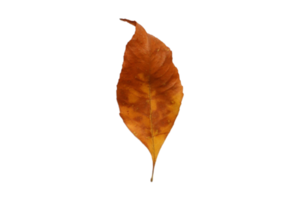 Brown dried leaf isolated on a transparent background png