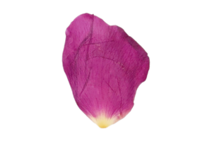 Red petal of roses isolated on a transparent background png