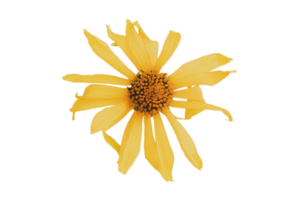 Gelb Blume isoliert auf ein transparent Hintergrund png