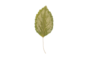 Green leaf isolated on a transparent background png