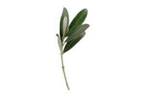 Green olive branch isolated on a transparent background png