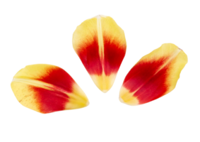 amarillo pétalos de rosas aislado en un transparente antecedentes png