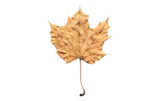 Beige dried leaf isolated on a transparent background png