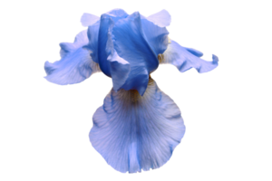 bleu fleur isolé sur une transparent Contexte png