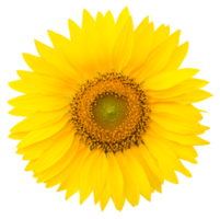 Sunflower isolated for decorative png