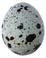 quail eggs isolated for design png
