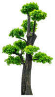 verde árbol aislado para decorativo png